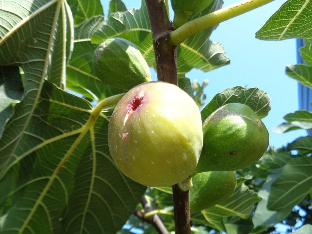 Figs